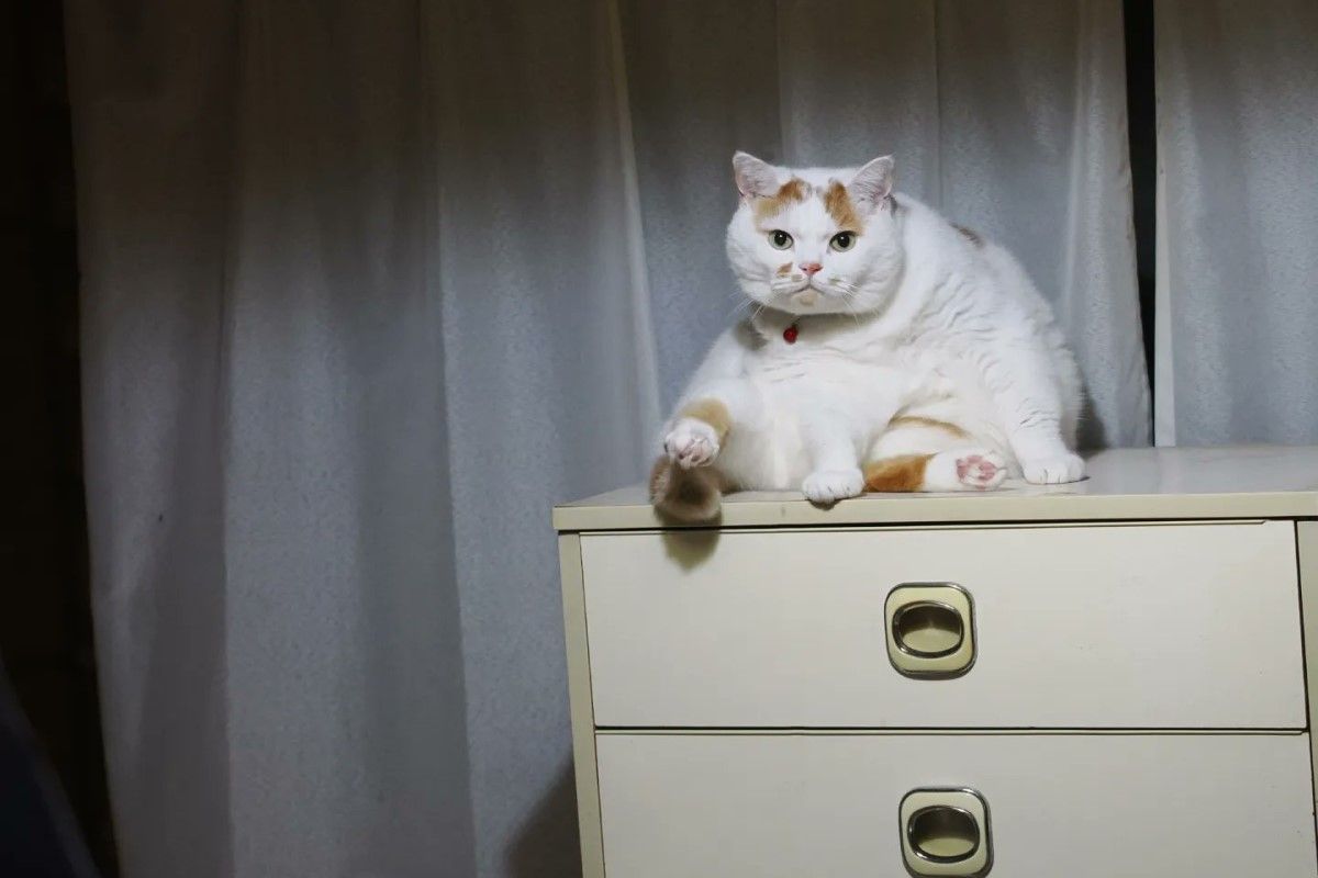 ▲阿公睡覺起來肚子總又重又痛，架監視器發現喵兇手：「愛的表現」。（圖／Twitter：marco74444） 