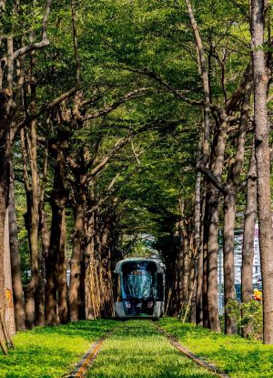 ▲在美術館路段中，輕軌「以站就樹」的設計，將軌道巧妙的安置在原有的大型樹叢中，讓乘客彷彿置身綠色隧道，像極了吉卜力動畫中的龍貓隧道。（圖／高雄市政府提供）