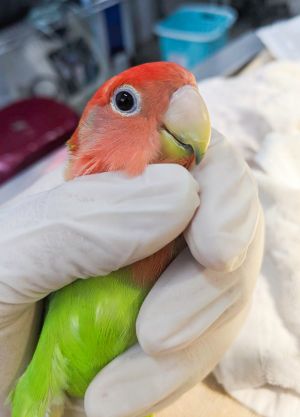 ▲最近生態鳥園發現一隻來路不明的桃面愛情鸚鵡。（圖／臺北市立動物園授權提供，陳怡璇提供）