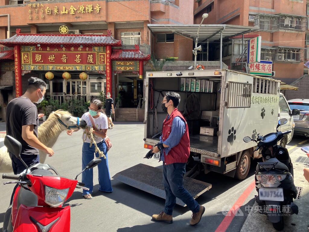 ▲新北市新店區今天有迷你馬在路上逛大街，汽機車見狀紛紛閃避。因牠不願上車，動保處人員牽牠到駐地通知飼主領回。飼主的朋友李先生說，農場上午沒人看顧，馬隻可能因此掙脫。（圖／中央社）