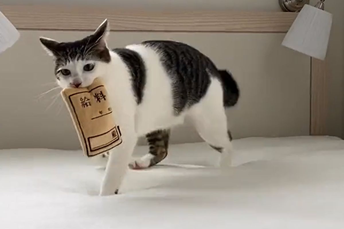 ▲咬錢喵是你！瀏海貓叼走薪資袋超興奮：「拿去買罐罐囉！」（圖／Twitter：Saeroyi_cat）