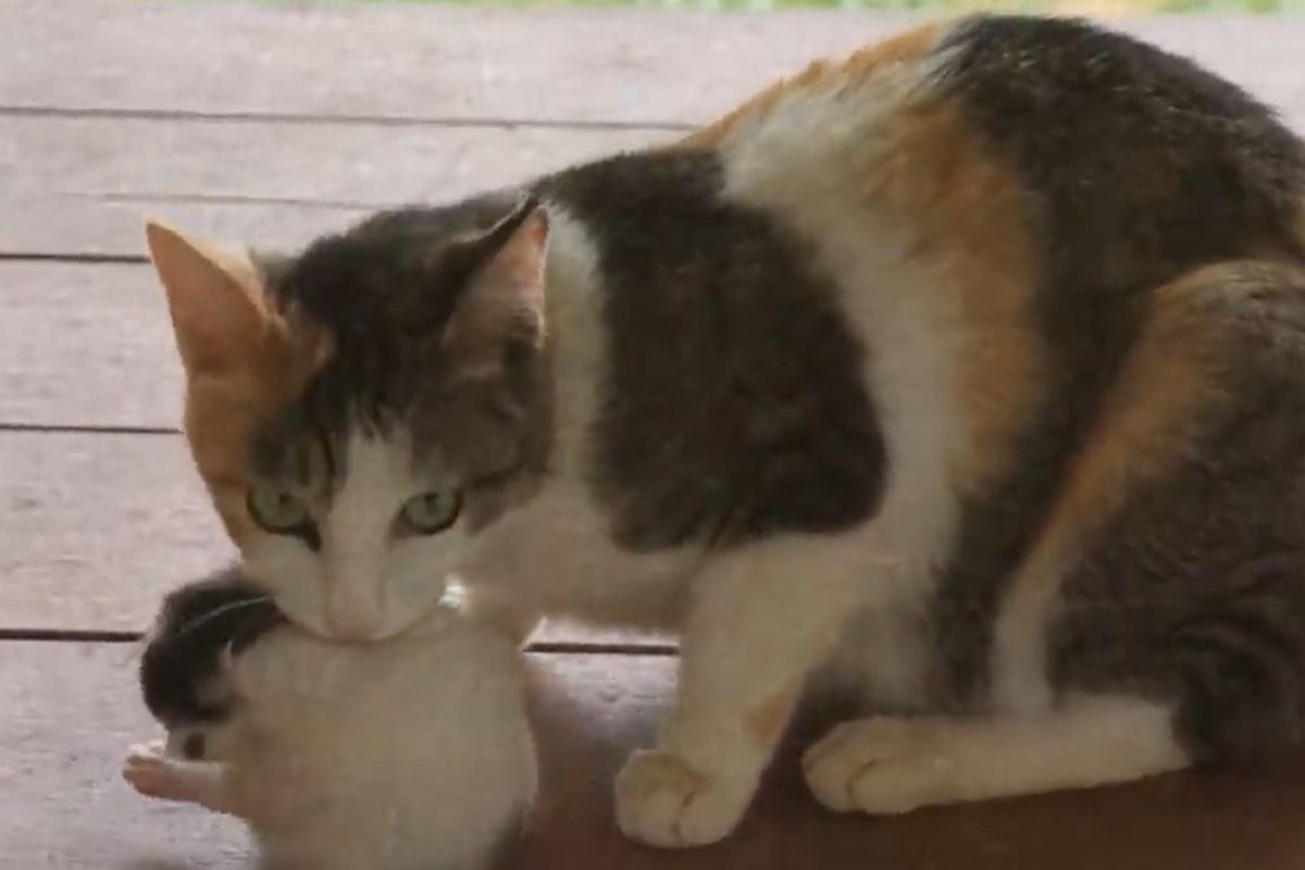 ▲三花貓媽攜5子拜訪，站窗邊打招呼：「今天開始養貓吧！」（圖／Youtube： Street Cat）