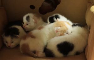 ▲成功搬回五隻寶寶！（圖／Youtube： Street Cat）