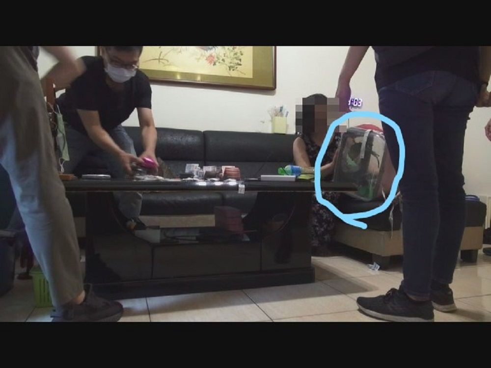 ▲江姓女藥頭被警方押解偵辦前，一心只擔心所飼養的鸚鵡將沒人照料（圖/記者鄧力軍翻攝）