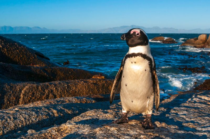 禽流感疫情襲南非　8月以來近30隻瀕危企鵝死亡
