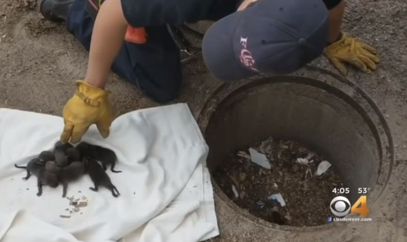 ▲消防隊員獲報有民眾在下水道發現許多「拉布拉多幼犬」，趕緊前往救援。（圖/翻攝自YouTube／CBS Colorado）