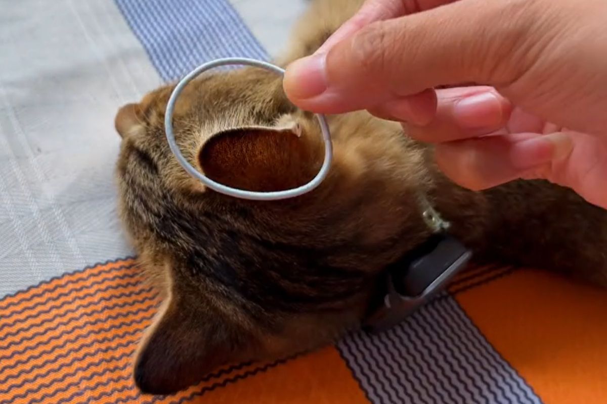 ▲飼主進行貓耳套圈圈挑戰，牠極力捍衛身體自主權，網友：「笑死了」。（圖／抖音：王天霸是隻猫）