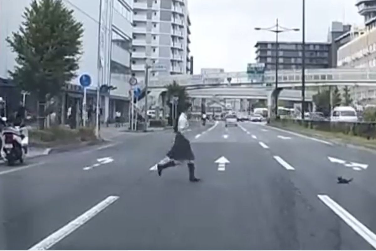 ▲幼貓卡在車流裡無助亂竄，女高中生勇敢救援，感動過程全曝光。（圖／Twitter：kazumarugou）