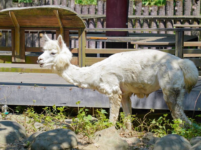 ▲母羊駝是「刺激排卵」，全年都可以繁殖。（圖／臺北市立動物園授權提供）