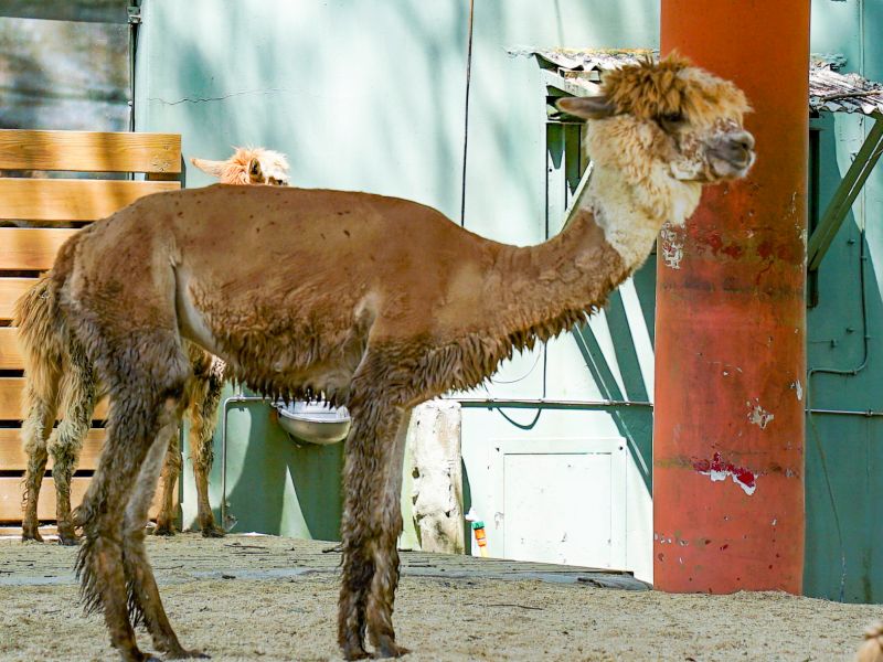 ▲羊駝新朋友「艾維」。（圖／臺北市立動物園授權提供）