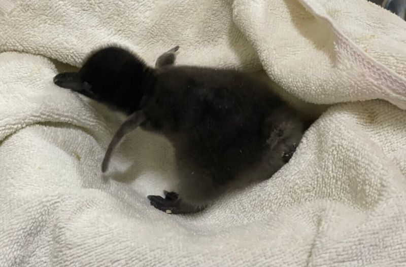 屏東海生館今年首批企鵝寶寶誕生！飼育員直呼感動
