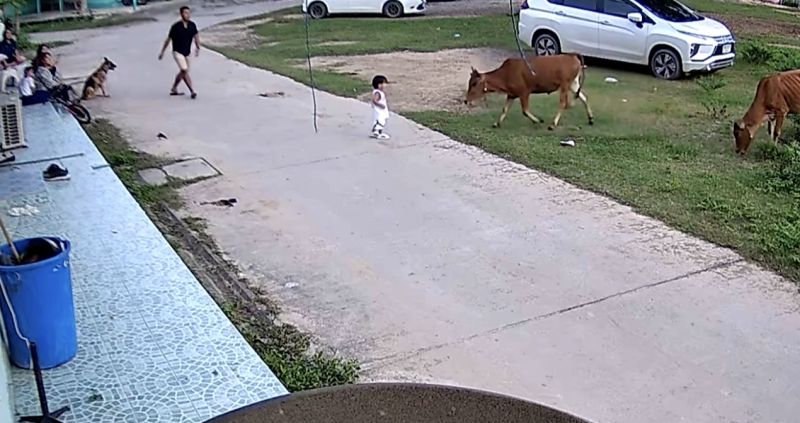 小男孩散步遇見牛！險遭衝撞畫面曝　家犬當英雄成功救人

