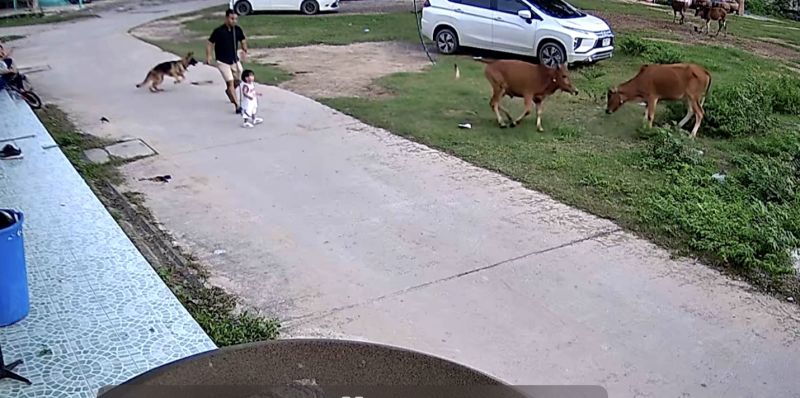 ▲家中飼養的牧養犬意識到危險，立刻衝向前保護小男孩，並成功驅趕牛隻。（圖/AP美聯社/Viral Press）