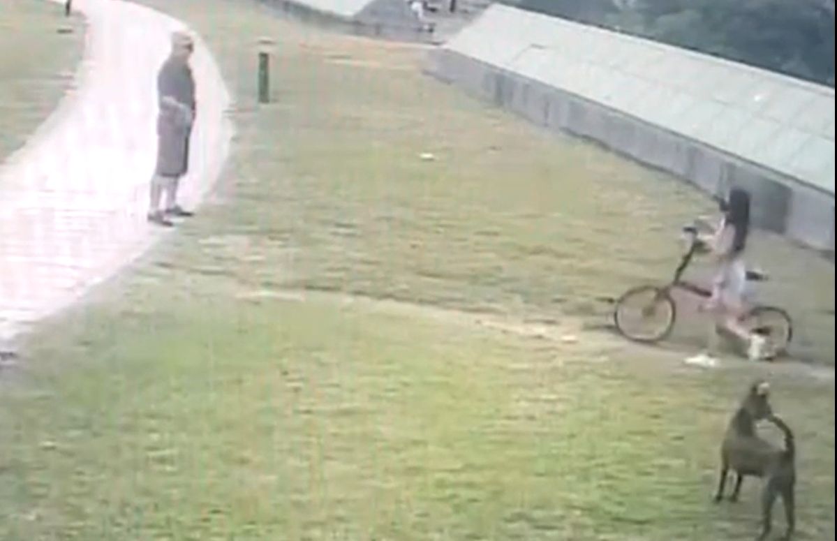 ▲單車女遭狗叫聲驚嚇，友人亮刀辱罵牠「畜牲」，飼主為狗提告。（圖／記者郭凱杰翻攝）