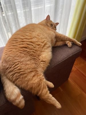 ▲今天要介紹的「橘貓造型枕頭」。（圖／Twitter：kagisuzu0531）