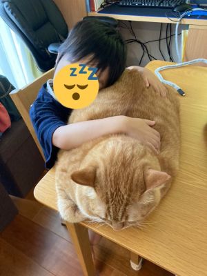 ▲推主兒子將Suzu當枕頭一般靠著休息。（圖／Twitter：kagisuzu0531）