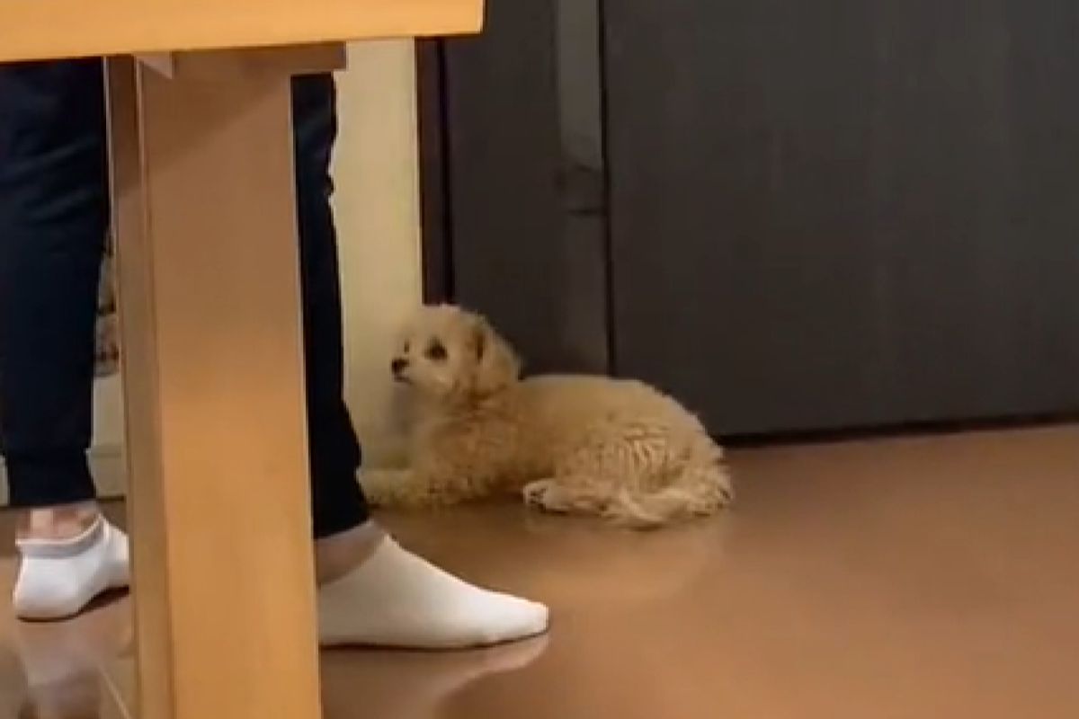 ▲不准出門！小萌狗橫躺門口耍賴，爸長腿一邁秒破解。（圖／TiKTok： shindooooooo）