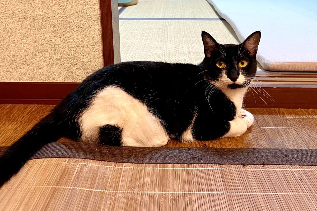 ▲貓咪名子叫飯糰，身上藏有驚喜彩蛋，網友笑：「貓如其名啊」。（圖／Twitter：omochi_nam01）