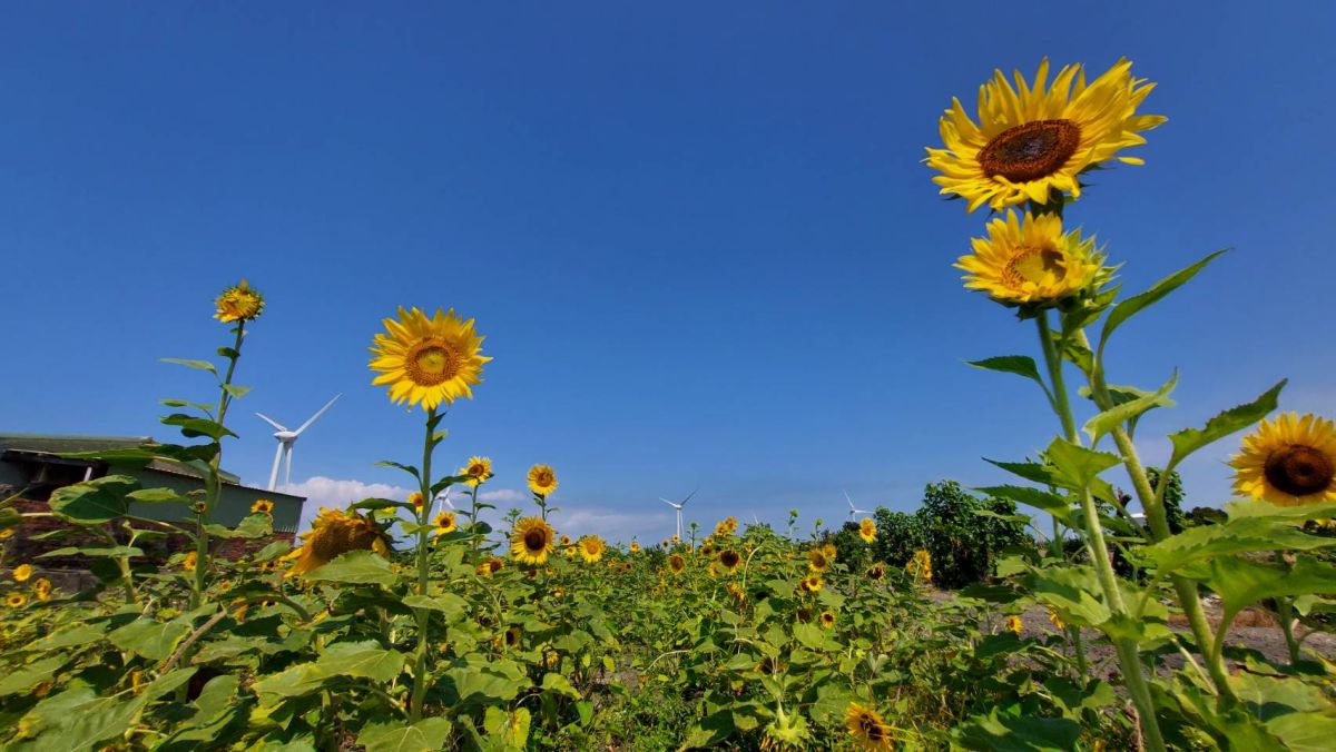 ▲中市旅行業推出6條小旅行遊程，有一日遊及二日遊，圖為一日遊行程中，探訪李安妮向日葵農場，可賞景焢窯及生態導覽，適合親子同遊。（圖／記者金武鳳攝，2022.10.8)