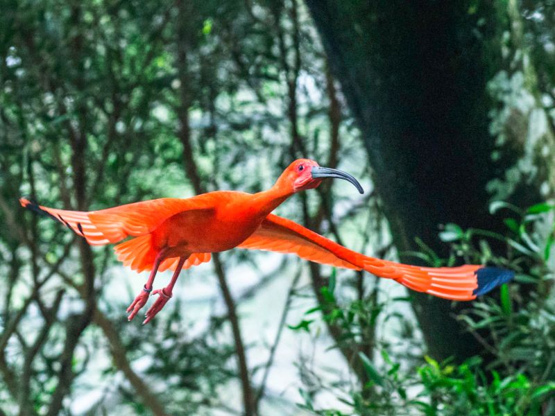 ▲「䴉（ㄒㄩㄢˊ）」是繞飛的意思（紅䴉）。（圖／臺北市立動物園授權提供） 