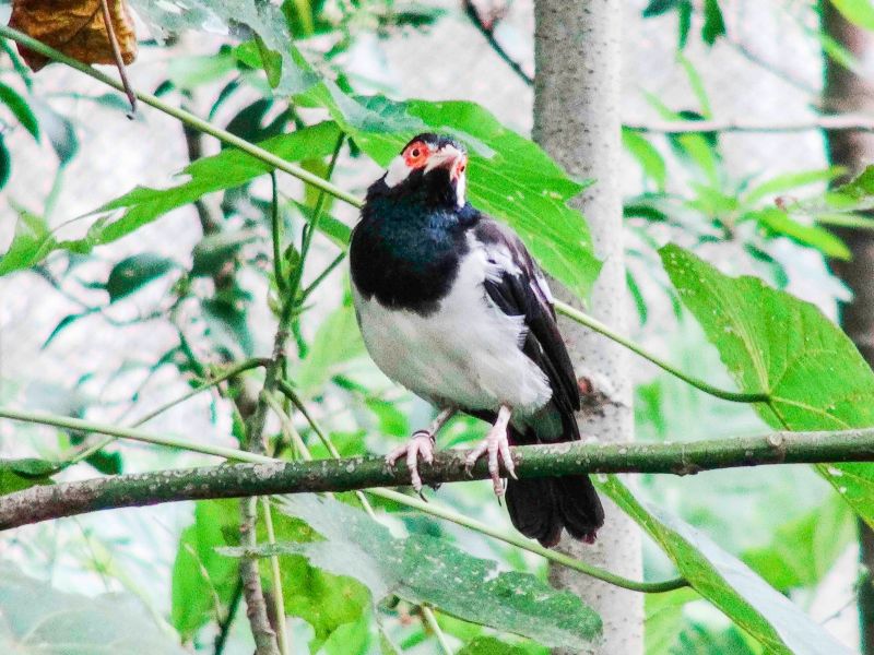 ▲白頰椋鳥，「椋（ㄌㄧㄤˊ）」。（圖／臺北市立動物園授權提供） 