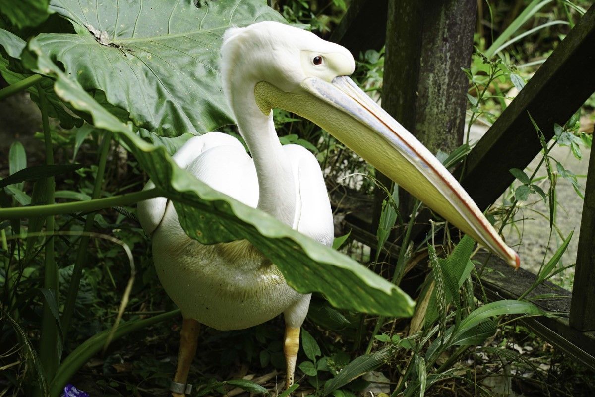 ▲動物神奇名字一籮筐，飛禽走獸版說文解字，一起來新知識吧！（圖／臺北市立動物園授權提供） 