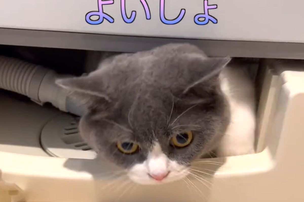 ▲貓咪在家中憑空消失，最後在這處現身，飼主疑惑：「到底為什麼？」。（圖／TiKTok：maru0920b）
