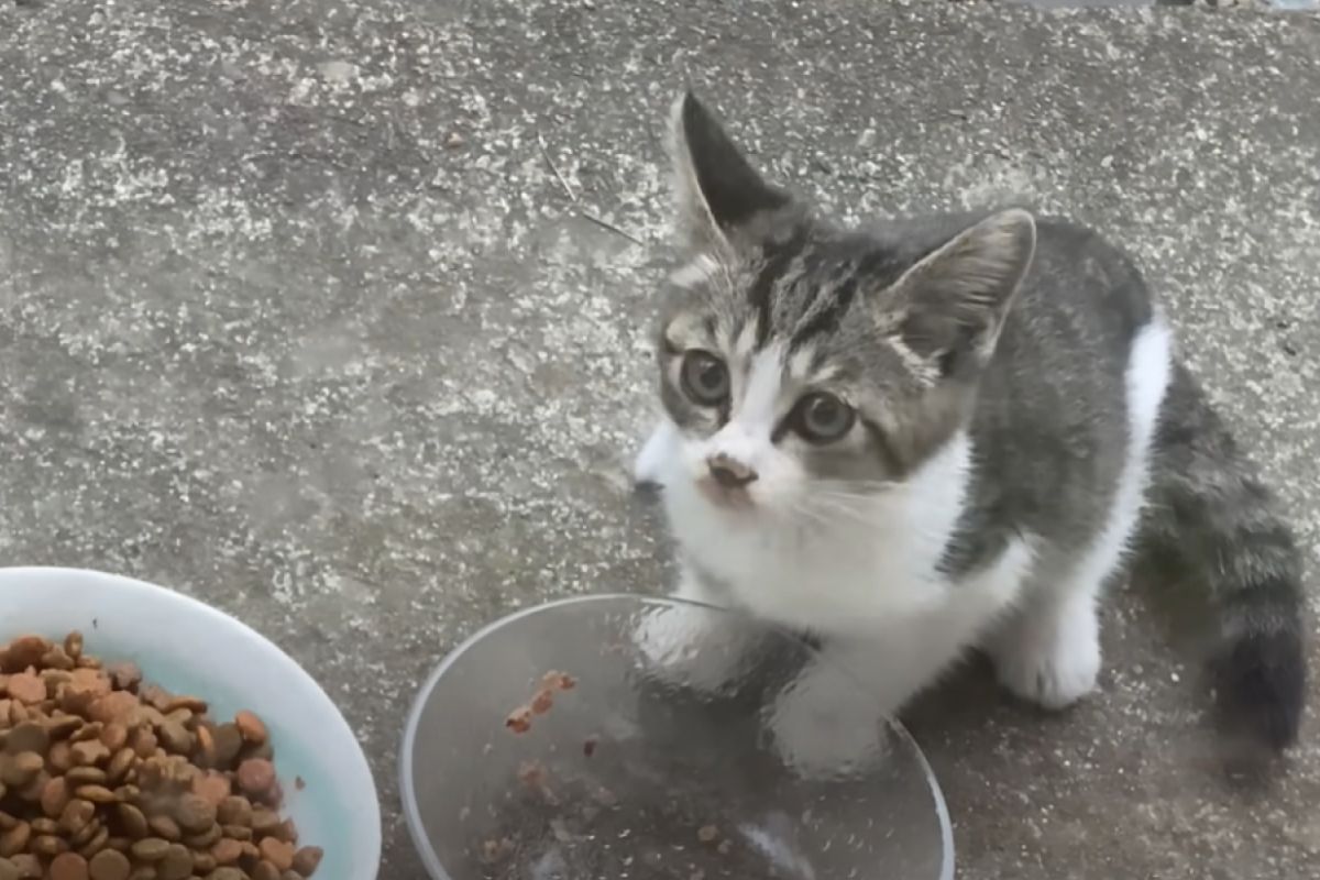 ▲孕貓帶幼喵現身原PO庭院，隔日卻留下小貓不辭而別，網友：「牠把小孩託付給你了」。（圖／Youtube：小ゆき）