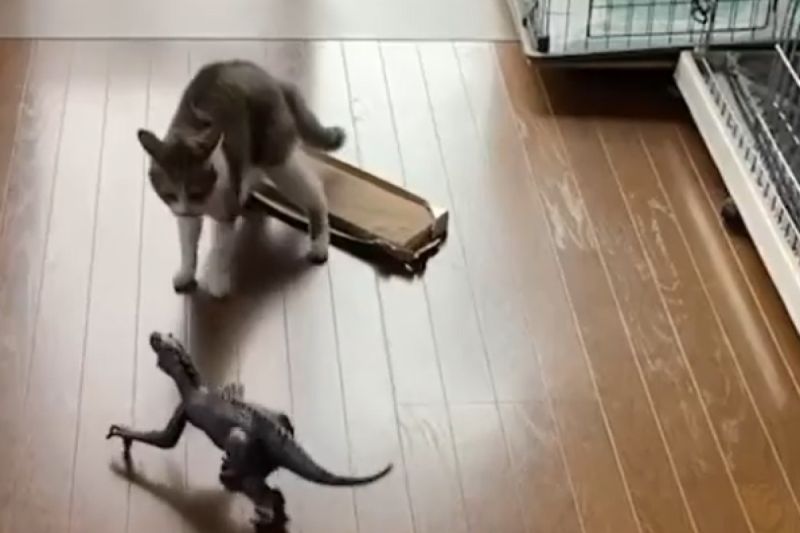 恐龍玩具嚇退所有貓！就牠獨自「勇猛抗戰」：本喵沒在怕
