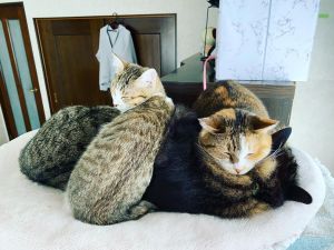 ▲日本夫婦養有多隻貓、狗。（圖／Instagram：nyanko.wanko0227）