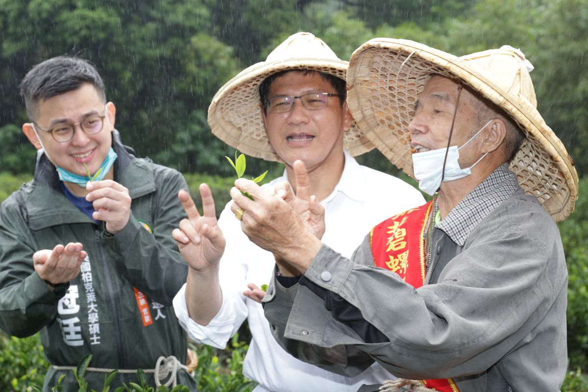 ▲林佳龍在吳琪銘、卓冠廷陪同下，前往三峽綠茶廠進行參訪，戴上斗笠體驗採茶過程。（圖 ／記者吳嘉億攝，2022.10.10）
