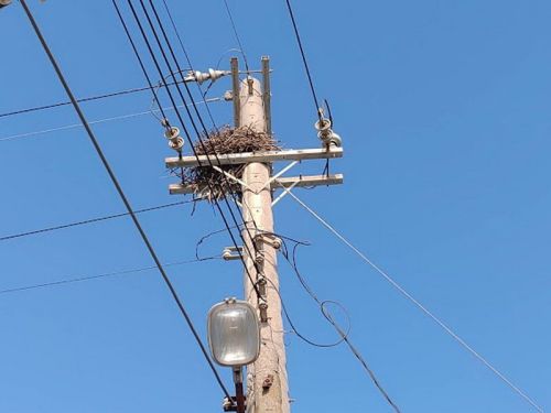 缺電議題炎上！跳電頻傳常被諷全怪小動物　台電：10年停電減7成
