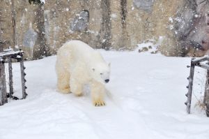 ▲冬天最適合去冰天雪地的旭山動物園看生在寒帶的超盟動物們，每天定時還有企鵝散步秀可以看。（圖／記者汪睿琦攝）