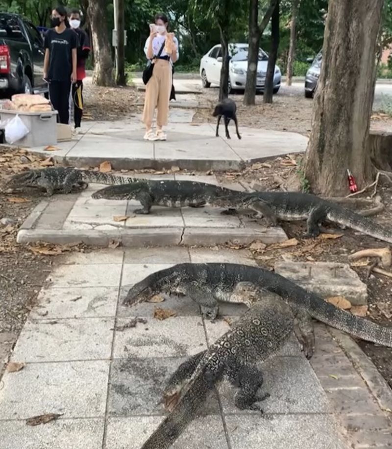 水巨蜥佔領泰國某大學　網友笑稱：泰版侏羅紀公園
