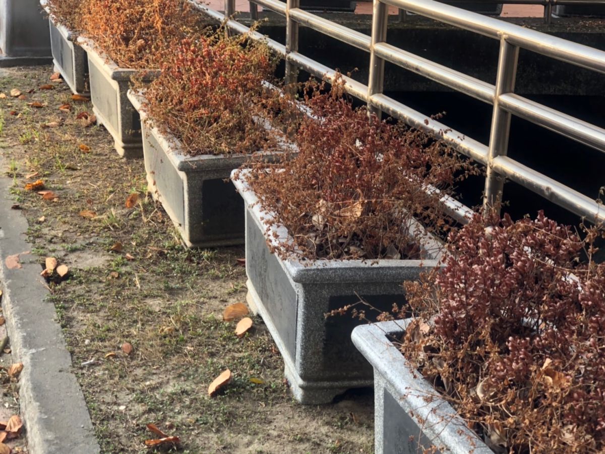 ▲潭子運動公園因管理維護不善，許多花木接連乾枯(圖／蕭隆澤提供2022.10.12)