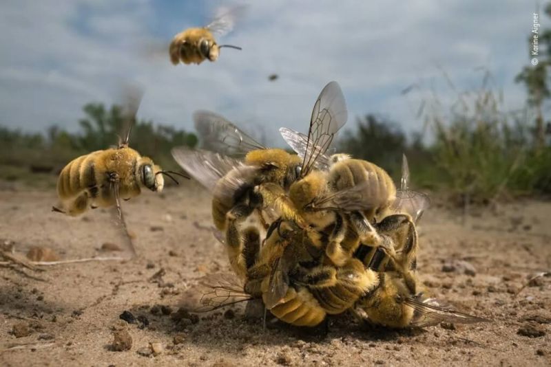 ▲年度野生動物攝影師大賽結果揭曉，獲得首獎的照片是一群雄蜂爭相與雌蜂交配的畫面。（圖取自英國倫敦自然史博物館網頁／作者：Karine Aigner）