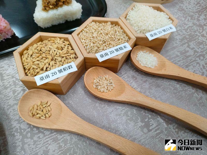 新品種水稻「臺南20號」　每公頃可減少21%灌溉水量
