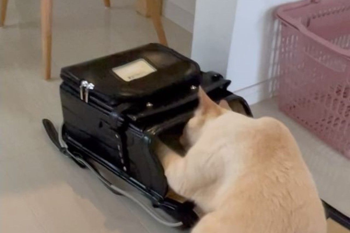 ▲貓霸佔男孩的通學帽不讓他上學，下秒又鑽進包中：「不然一起去」。（圖／Instagram：oimo210）