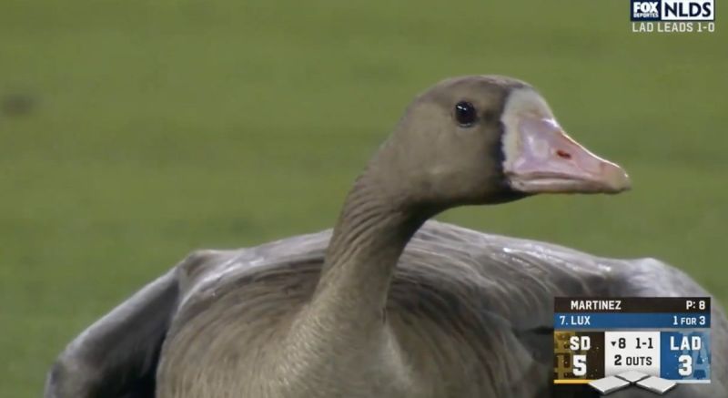 MLB／「宇宙大戰」連動物都想看　超可愛鵝鵝坐場中觀戰