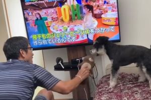 ▲爸爸一邊看電視，一邊還忙著要與狗狗玩。（圖／Instagram：kotawaka09）