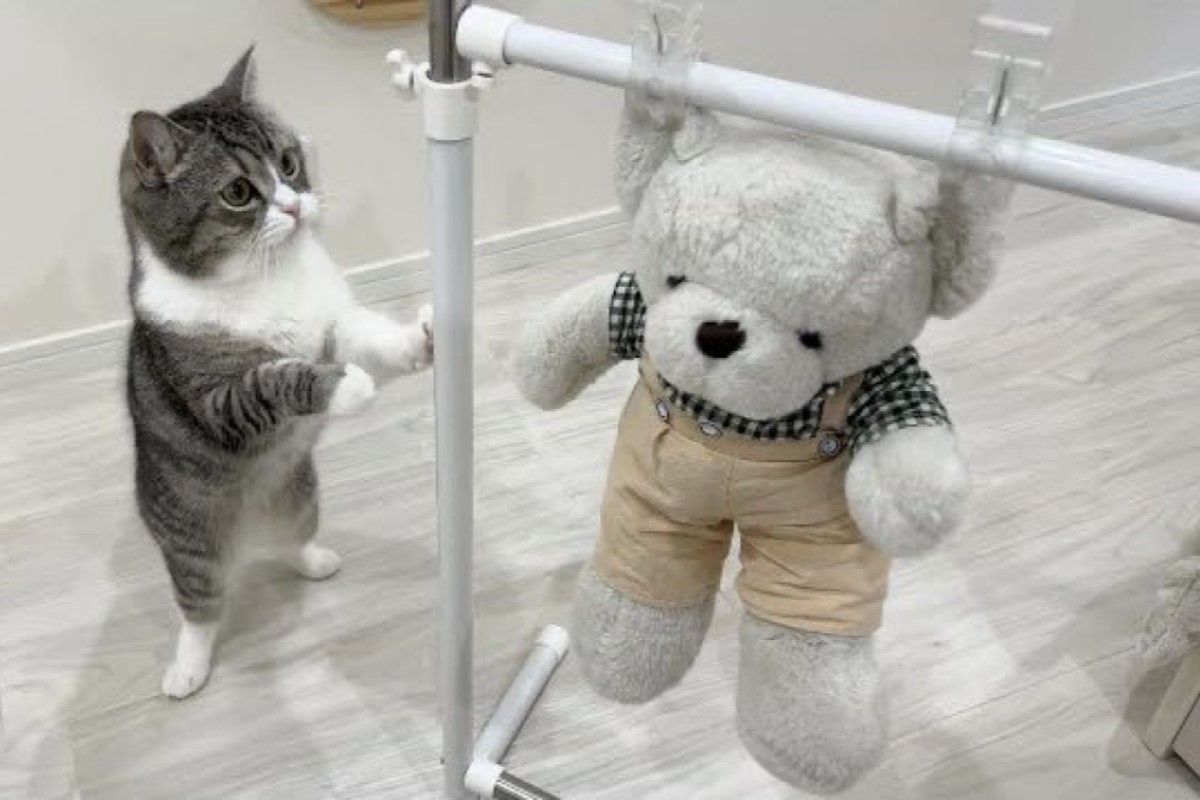 ▲最愛的娃娃被抓去曬，貓滿臉擔憂守旁邊：「你要堅持住啊！」（圖／Twitter：catmotimaru）