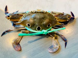 秋天吃螃蟹「萬里蟹」怎麼吃最對味?1篇看懂花蟹等7品種 ▲「三點蟹」蟹如其名,因蟹殼上看得出3個明顯的大斑點而得名。(圖/記者蕭涵云攝)