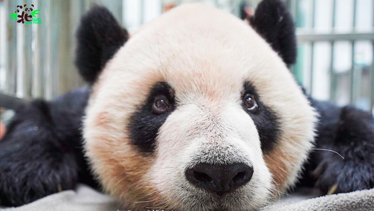 ▲大貓熊團團因病離世，趙少康批評蔡英文不聞不問。（圖／取自Taipei Zoo台北市立動物園）