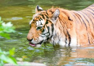 ▲網路調查顯示,「老虎」的聲量最高。(圖/取自Taipei Zoo臺北市立動物園) ▲網路調查顯示,「老虎」的聲量最高。(圖/取自Taipei Zoo臺北市立動物園)