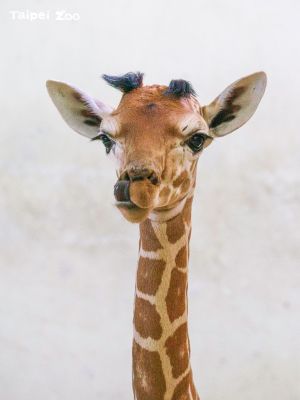 ▲長頸鹿網路聲量位居第二名。(圖/取自Taipei Zoo臺北市立動物園) ▲長頸鹿網路聲量位居第二名。(圖/取自Taipei Zoo臺北市立動物園)