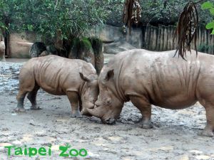 ▲犀牛媽媽與犀牛寶寶。(圖/取自Taipei Zoo臺北市立動物園) ▲犀牛媽媽與犀牛寶寶。(圖/取自Taipei Zoo臺北市立動物園)