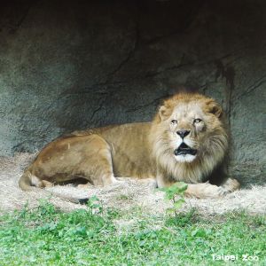 ▲非洲獅。(圖/取自Taipei Zoo臺北市立動物園) ▲非洲獅。(圖/取自Taipei Zoo臺北市立動物園)