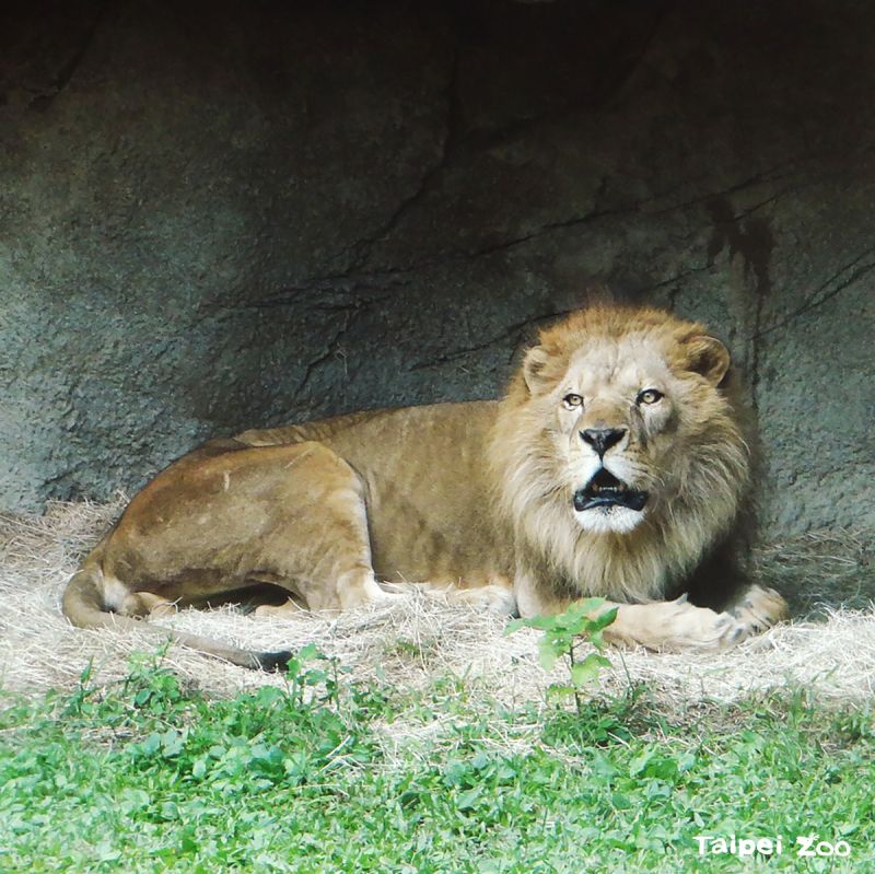 ▲非洲獅。(圖/取自Taipei Zoo臺北市立動物園)