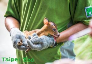 ▲山羌。(圖/取自Taipei Zoo臺北市立動物園) ▲山羌。(圖/取自Taipei Zoo臺北市立動物園)