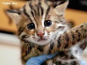 ▲石虎。(圖/取自Taipei Zoo臺北市立動物園) ▲石虎。(圖/取自Taipei Zoo臺北市立動物園)